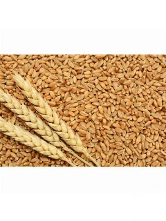 Wheat