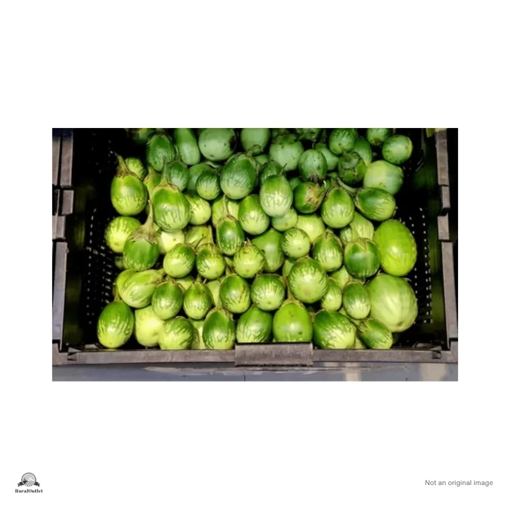 Brinjal
