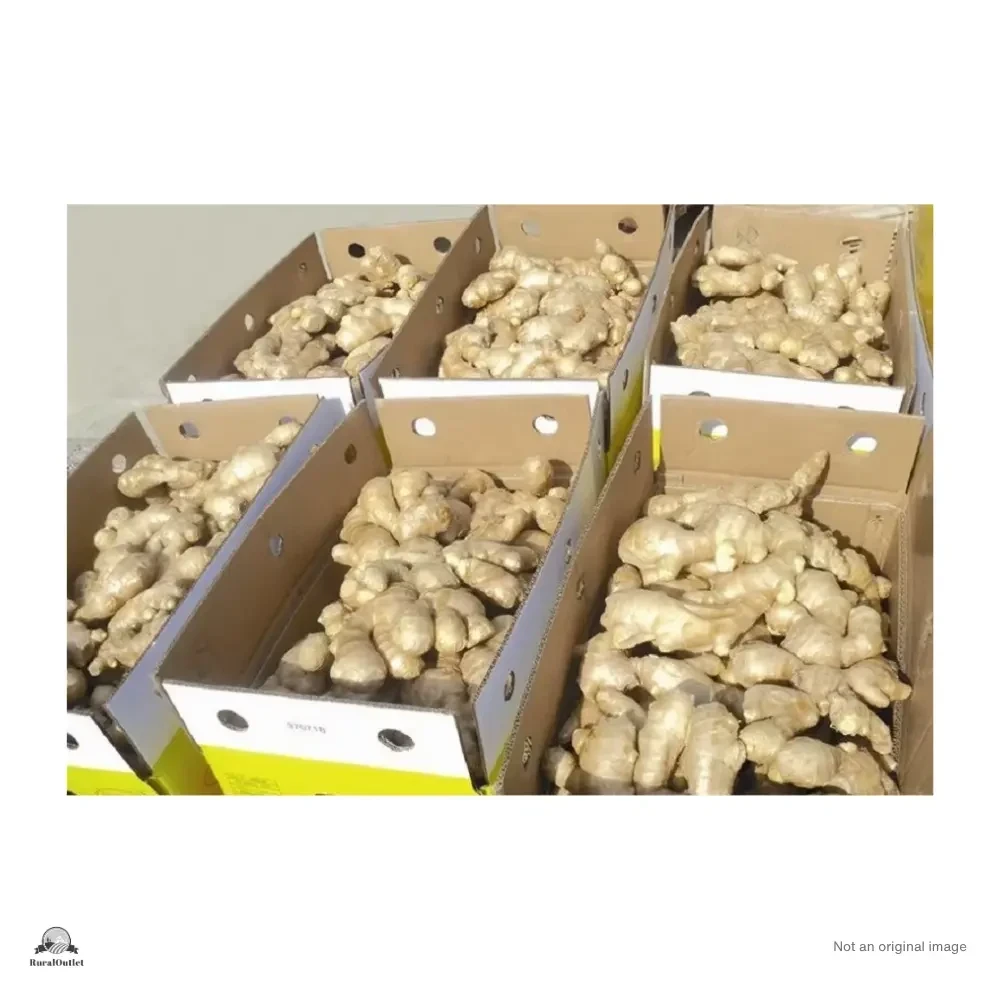Ginger