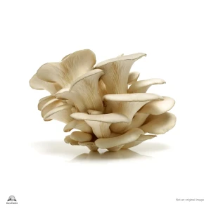 Oyster Mushroom