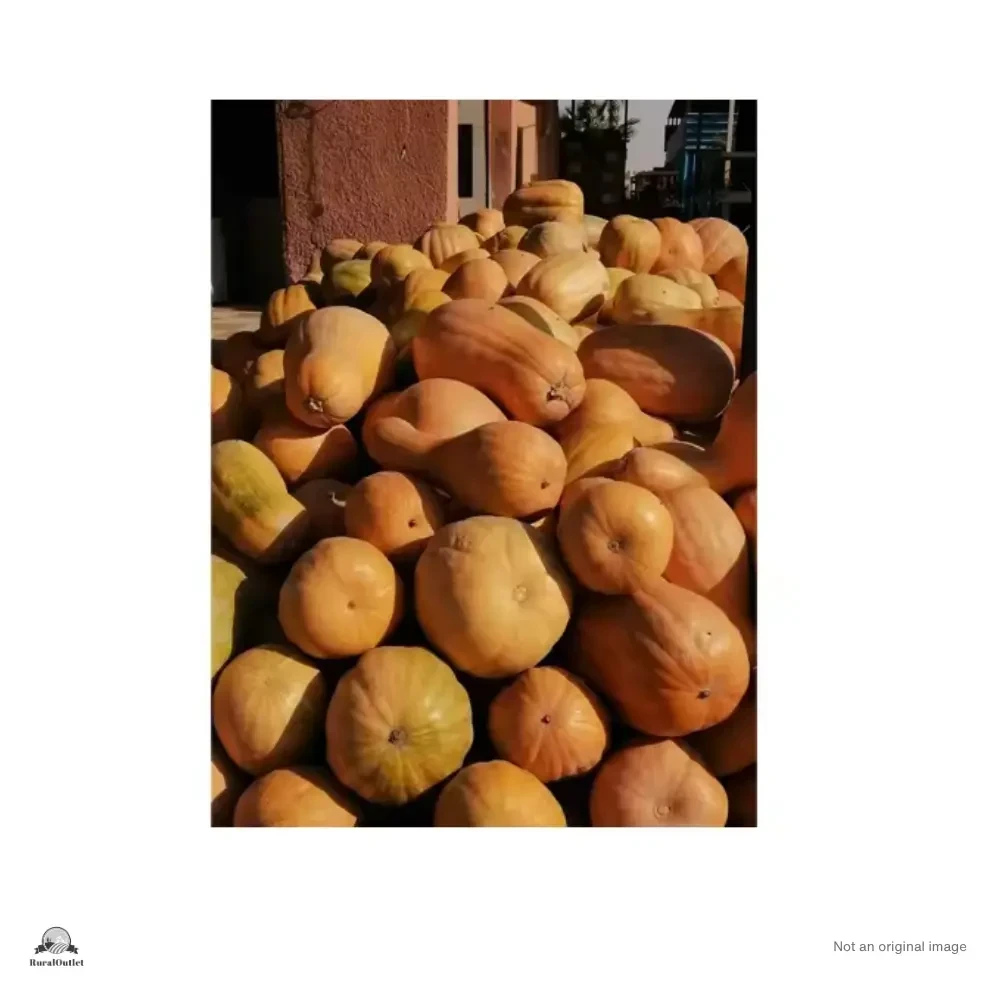 Orange Pumpkin