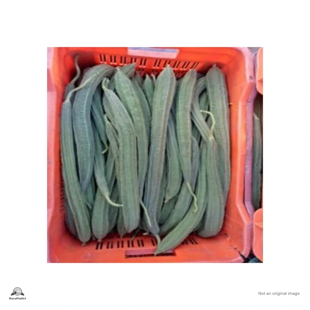 Ridge Gourd