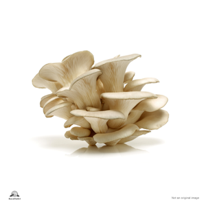 Oyster Mushroom