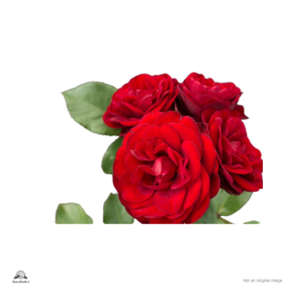 Rose Cut Flower