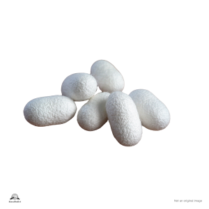 Silk Cocoon