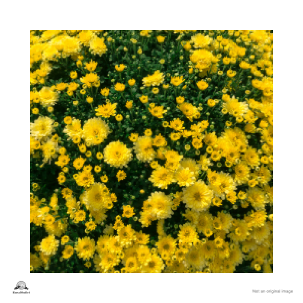 Spray Chrysanthemum
