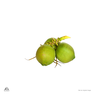 Tender coconut