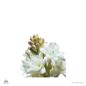 Tuberose