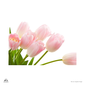 Tulip