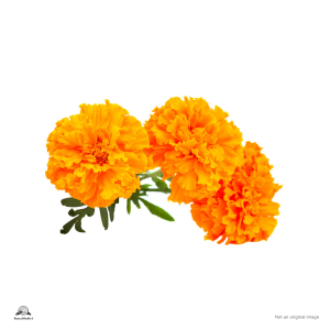 Marigold