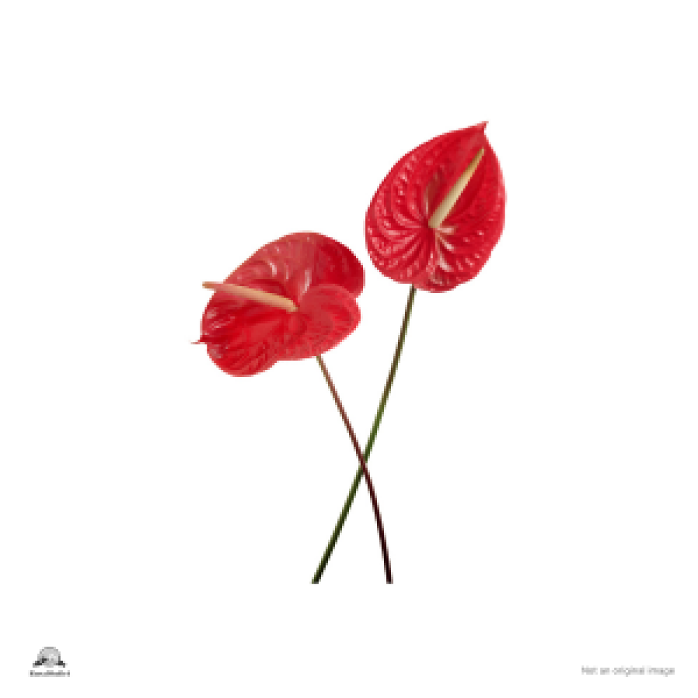 Anthurium