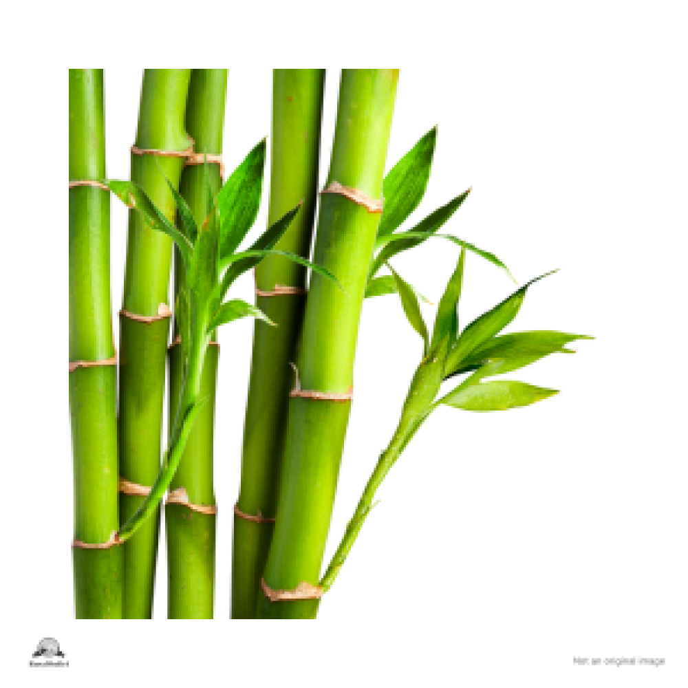 Bamboo