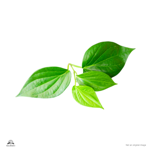 Betel leaves