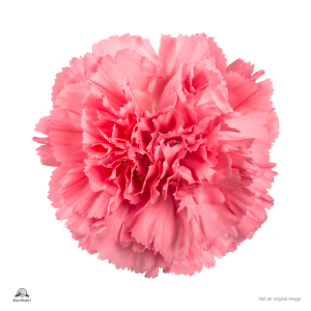 Carnation