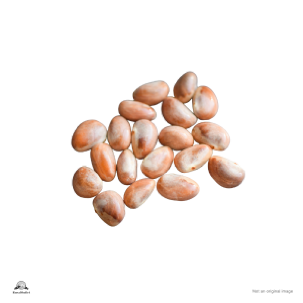 Jack Fruit Seed