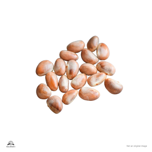 Jack Fruit Seed