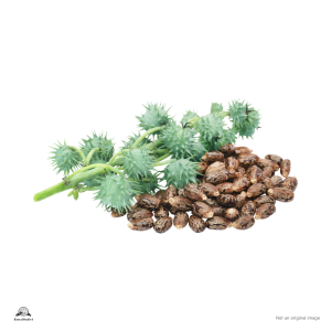 Castor seed