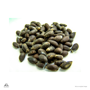 Cotton Seed
