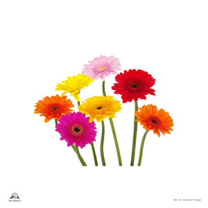 Gerbera