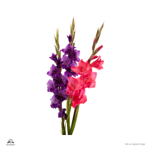 Gladiolus