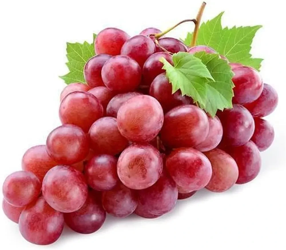 Grape-Red Globe